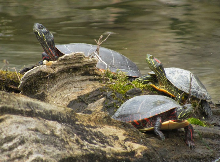 Red-ear Sliders and Midland Painted Turtles